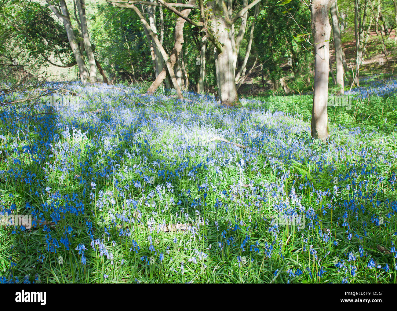 Forêt de Fleurs de Printemps Fleurs jacinthes Banque D'Images