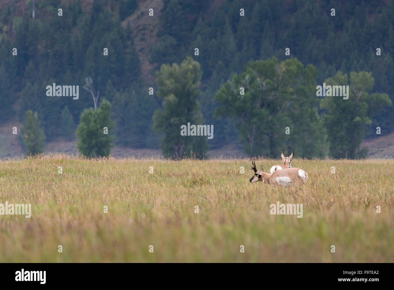 Deux mâles se nourrissent de l'antilope d'un champ d'herbe sur les Antilopes Appartements à Grand Teton National Park, Wyoming. Banque D'Images