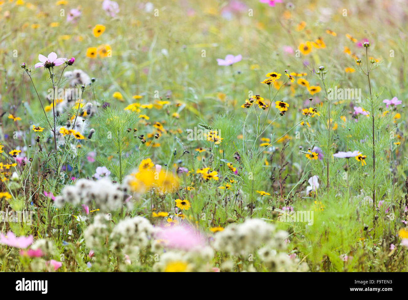 Les fleurs sauvages d'été Meadow Banque D'Images