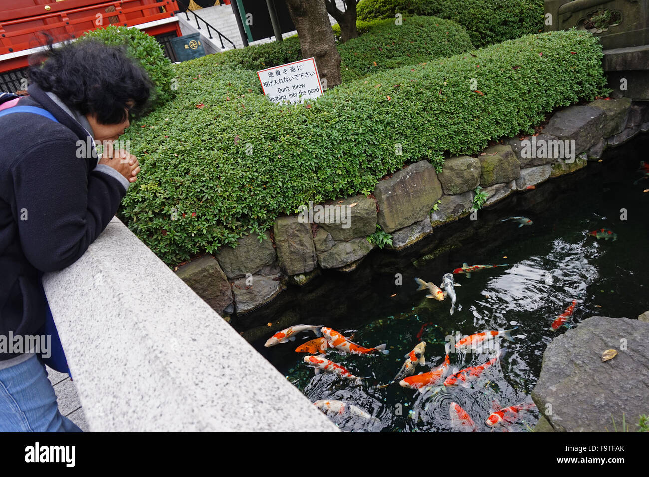 Japonais regardant des carpes koï de nager dans une piscine au Temple Bouddhiste Senso-ji, Asakusa, Tokyo, Japon Banque D'Images