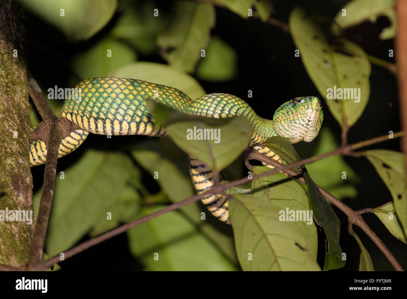 Pit Viper vert carénées de Bornéo (Tropidolaemus subannulatus) des profils Banque D'Images