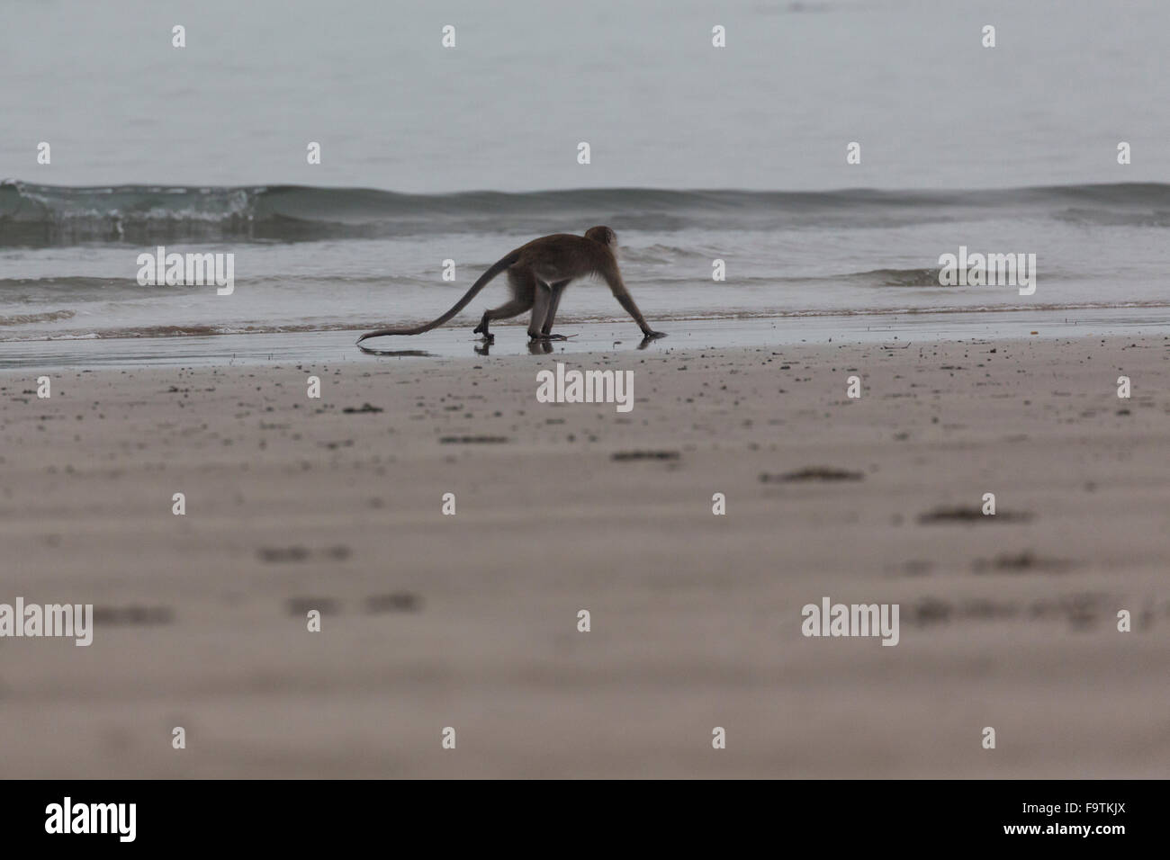 Manger du crabe macaque (Macaca fascicularis) en quête de la rive Banque D'Images