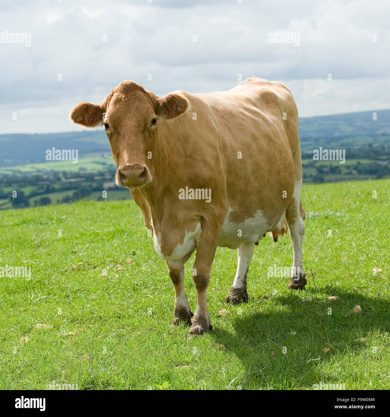 vache de Guernesey Banque D'Images