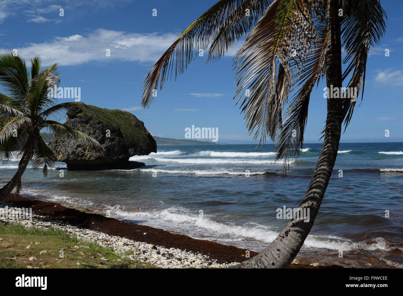 Patrick sur l'île antillaise de la Barbade dans les Antilles Banque D'Images