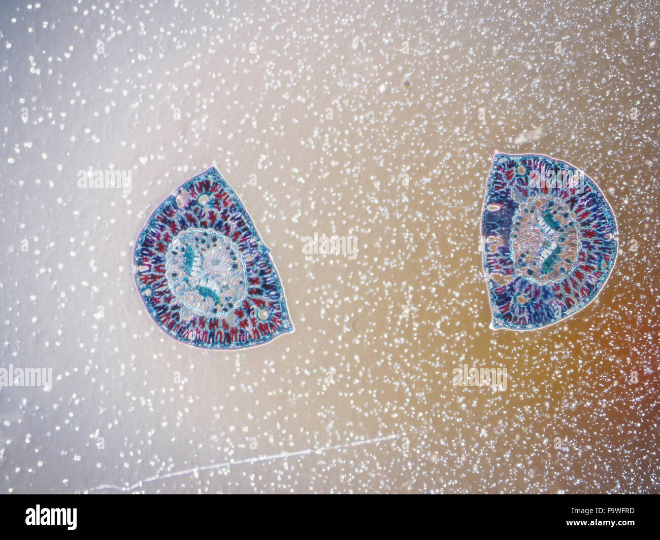 Les cellules de l'échantillon biologique et les bactéries, les plantes, sous microscope électronique microb Banque D'Images
