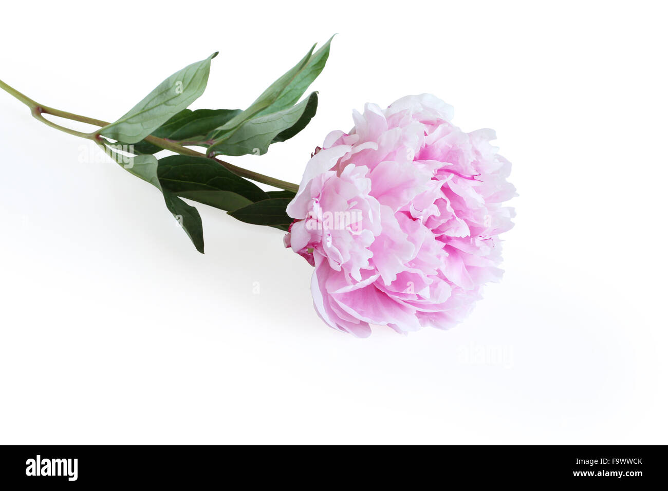 Fleur de pivoine rose isolé sur fond blanc Banque D'Images