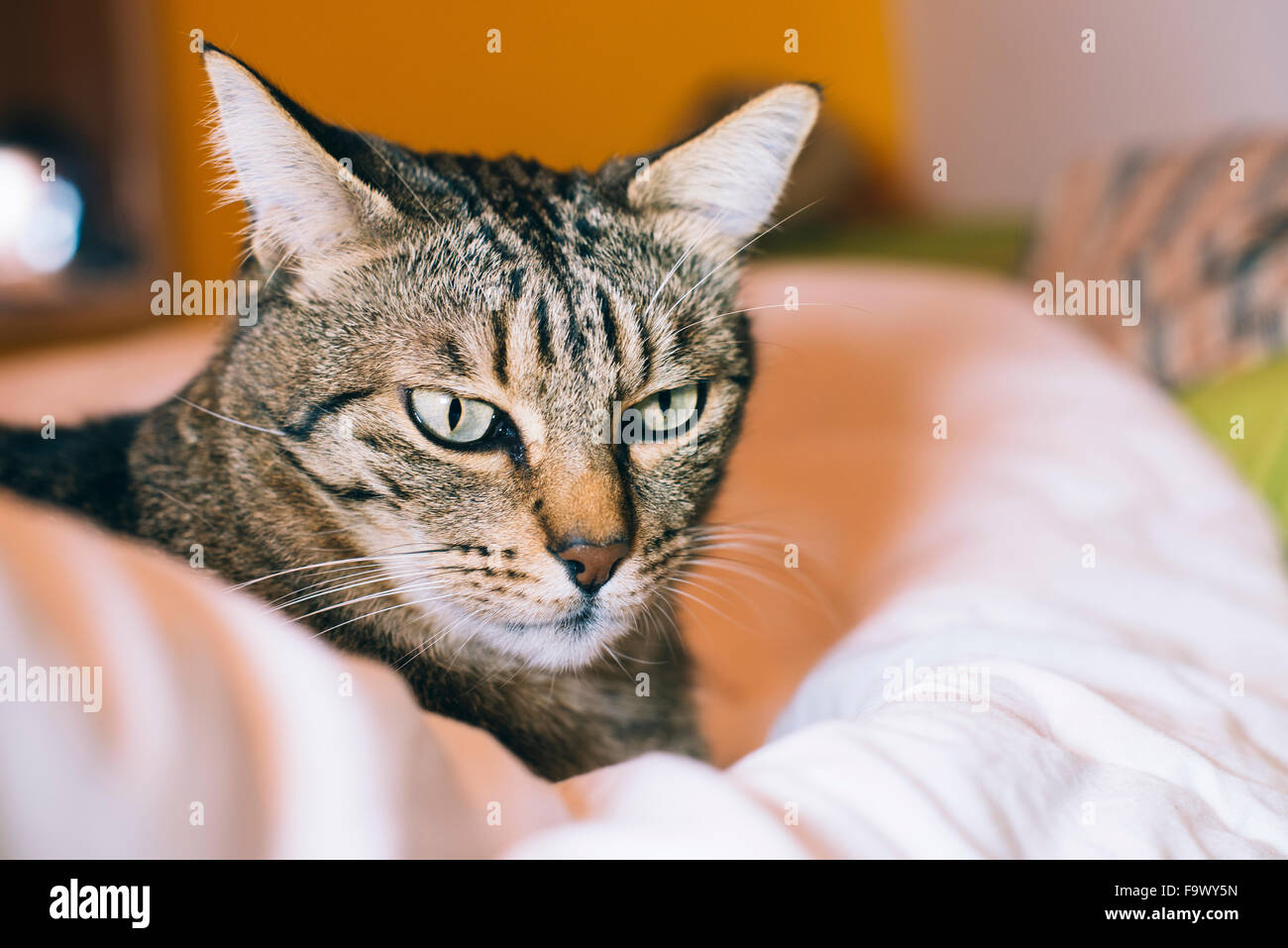 Portrait de tabby cat lying on bed Banque D'Images