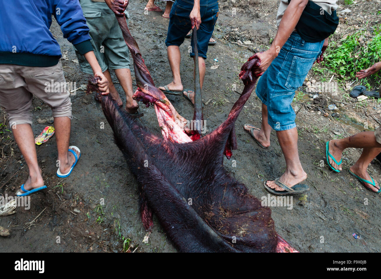 Les hommes en faisant glisser la peau d'un buffle mort lors de funérailles d'abattage au Tana Toraja Banque D'Images