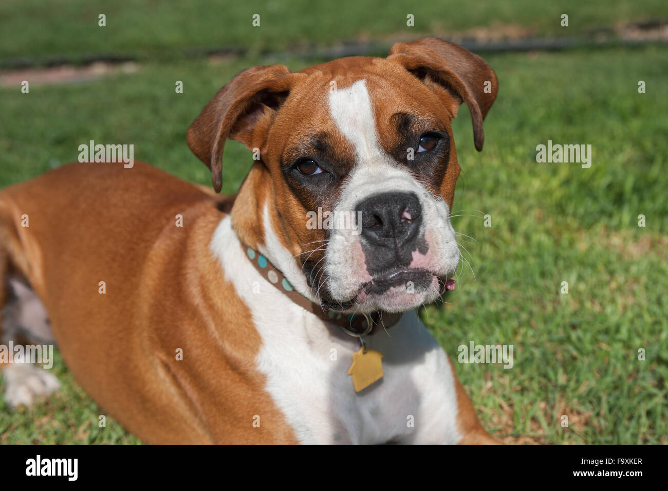 Voir les yeux de Boxer qu'elle dépose dans l'herbe Banque D'Images