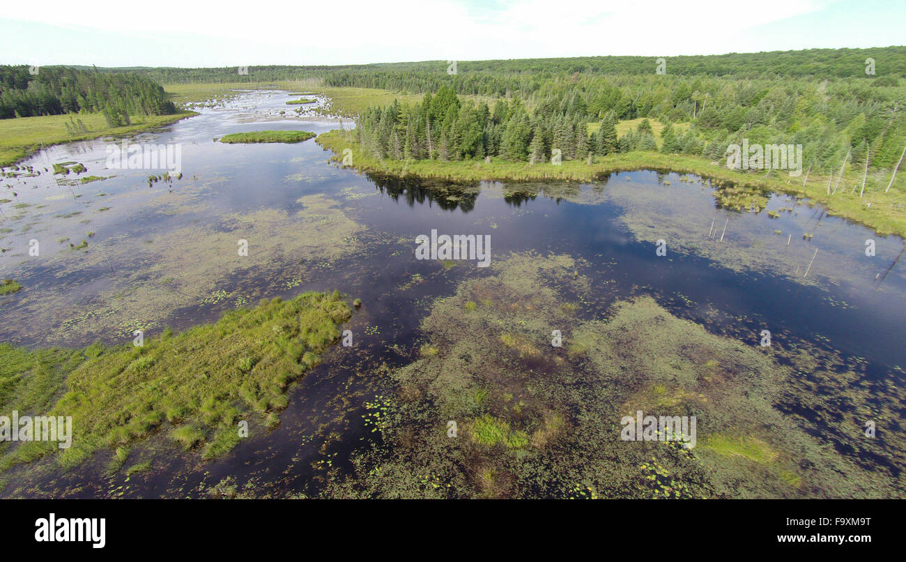 Belle et très l'eau de végétation d'un étang bordé d'arbres et de zones humides. Photo aérienne. Banque D'Images