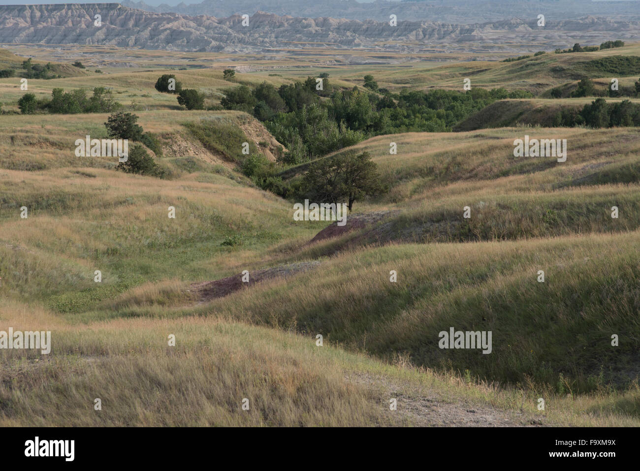 Collines dans la prairie de Badlands National Park dans le Dakota du Sud. Dans les vallées de hill court pousser Rocky Mount Banque D'Images