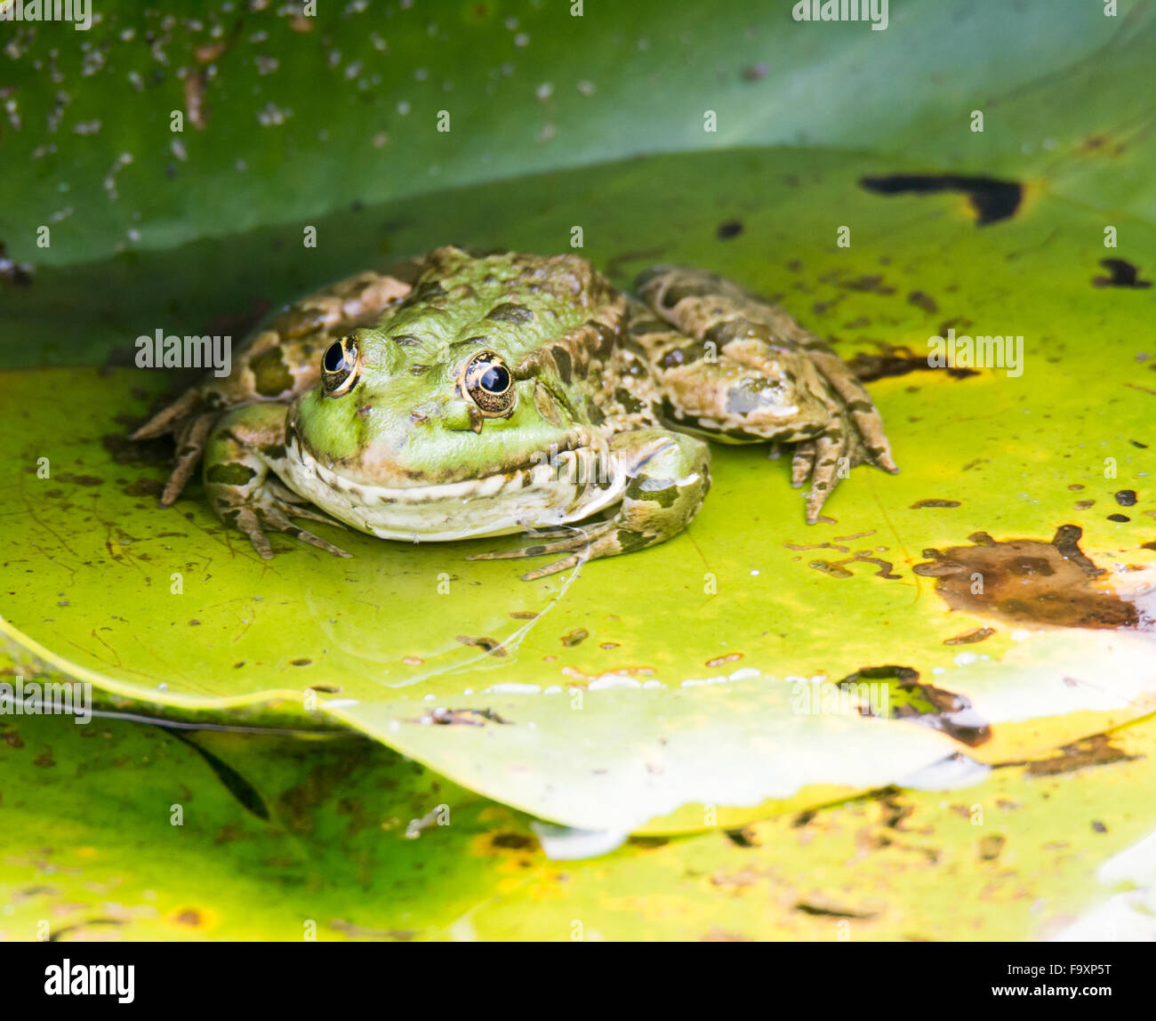 La grenouille verte assise sur une feuille de nénuphar Banque D'Images