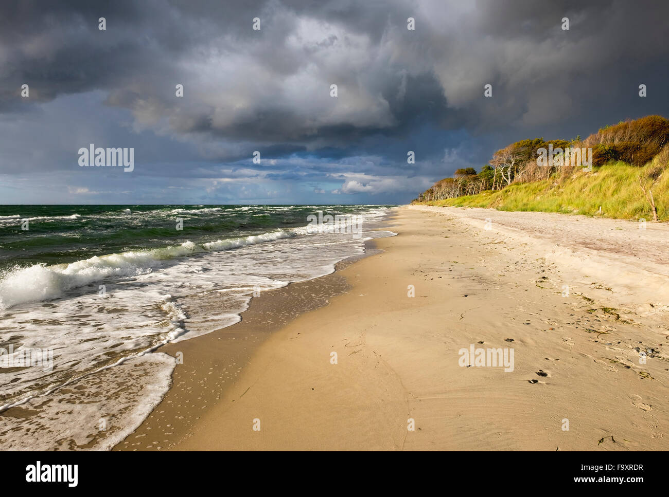 Allemagne, Mecklembourg-Poméranie-Occidentale, dans la plage de la mer Baltique né auf dem Darss Banque D'Images