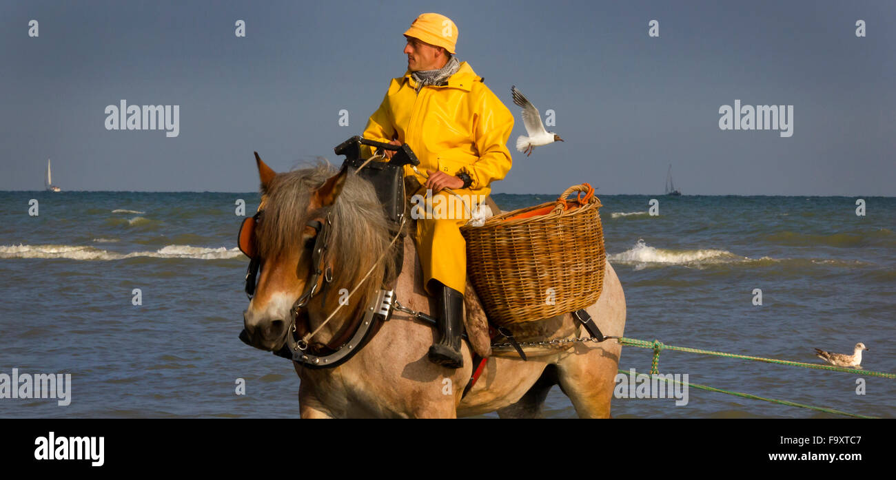 L'ouate de pêcheur dans la mer. La pêche des crevettes - les derniers pêcheurs à cheval. Oostduinkerke, Belgique. Banque D'Images