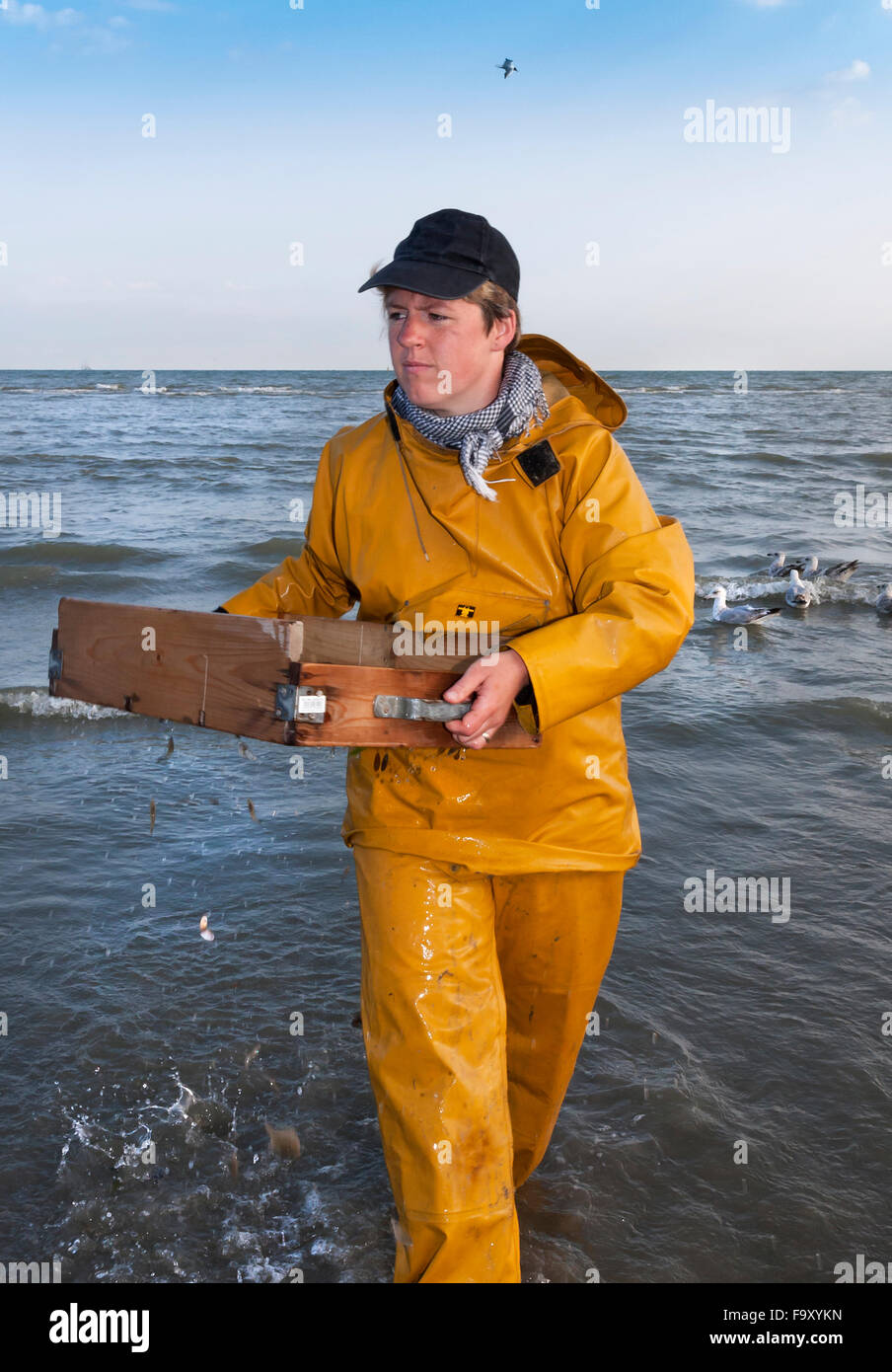 La pêche des crevettes - les derniers pêcheurs à cheval. Oostduinkerke, Belgique. Banque D'Images