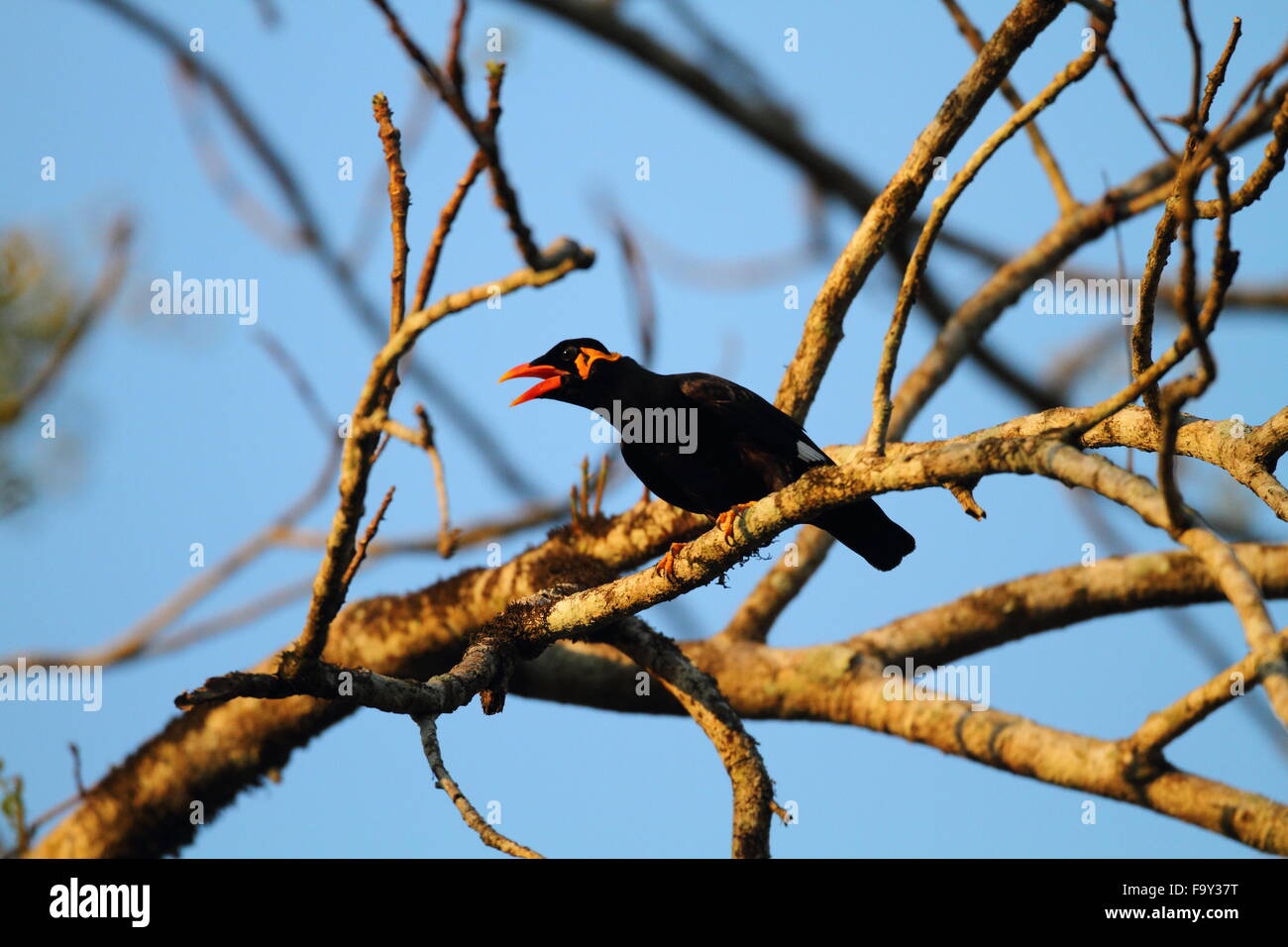 Hill myna commun (Gracula religiosa) en Thaïlande Banque D'Images