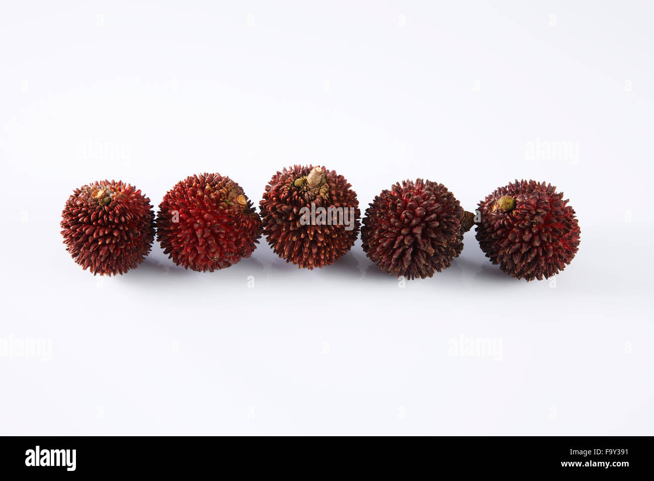 Pulasan peau épaisse ou ramboutan sauvages sur le fond blanc Banque D'Images