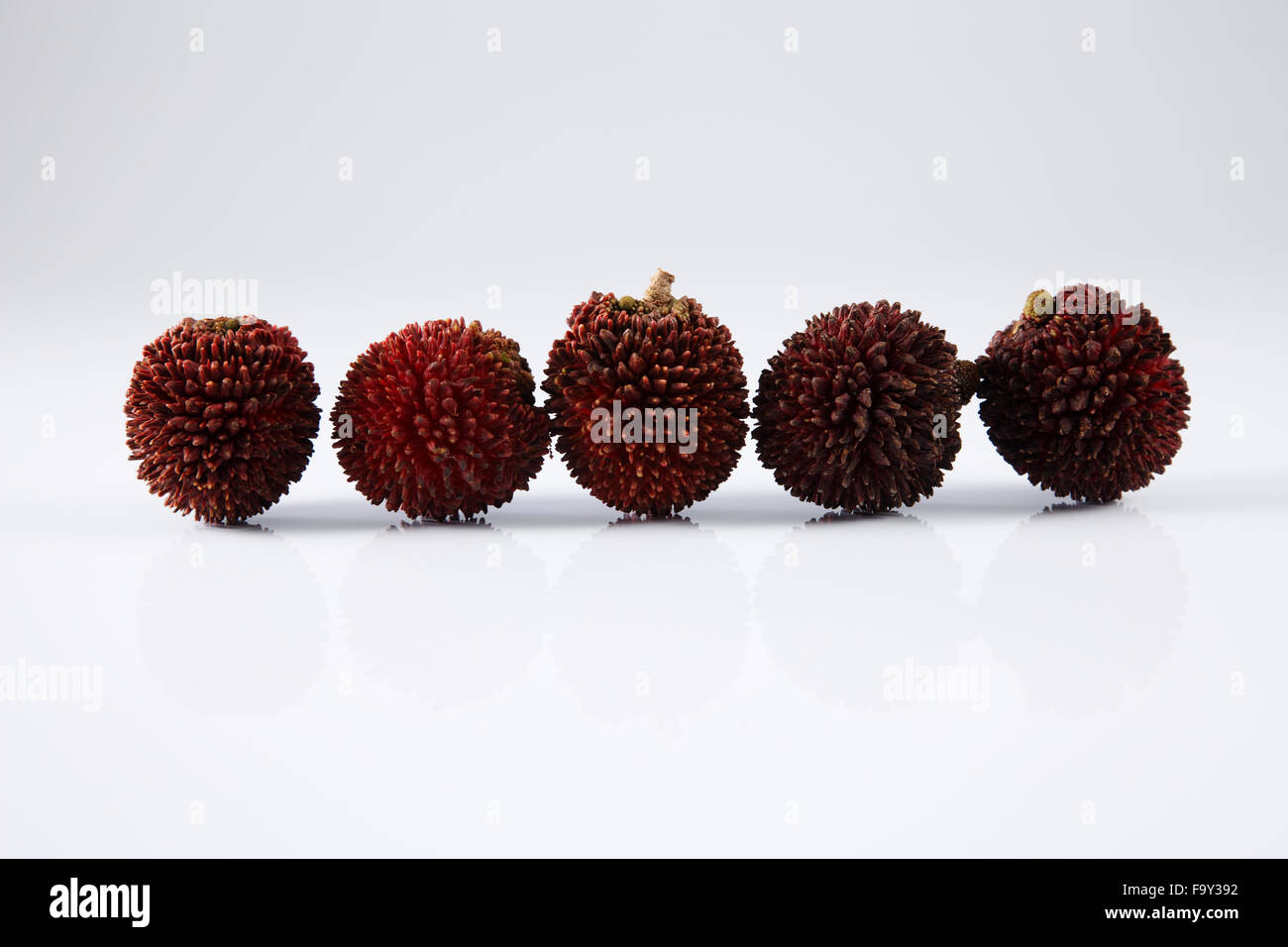 Pulasan peau épaisse ou ramboutan sauvages sur le fond blanc Banque D'Images