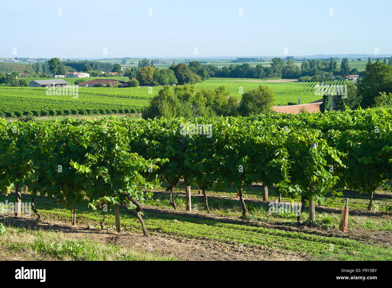 Vignobles de Cognac raisins, Weiterswiller, Poitou-Charentes, France Banque D'Images