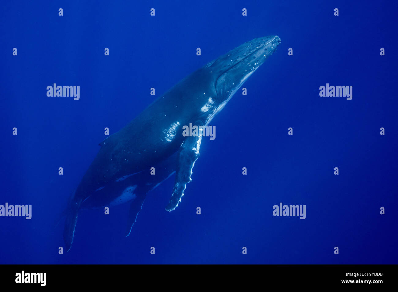 Baleine à bosse mère et son petit, Vava'u, Tonga Banque D'Images
