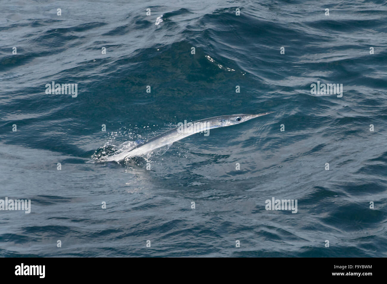 Needlefish avaoid de saut d'espèces, un prédateur, Maldives, océan Indien Banque D'Images