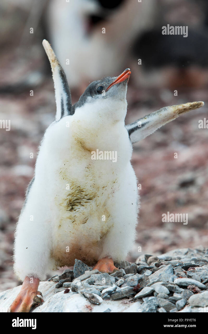 Gentoo pingouin poussins, Pygoscelis papua. Hannah Point, Îles Shetland du Sud Banque D'Images