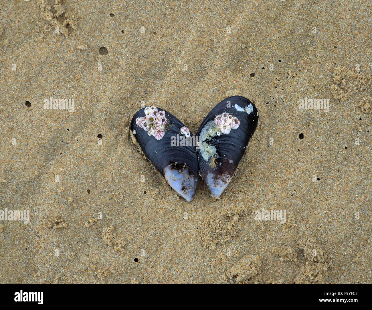 Mussel shell ouvre sur plage avec de petits coquillages attaché à lui Banque D'Images