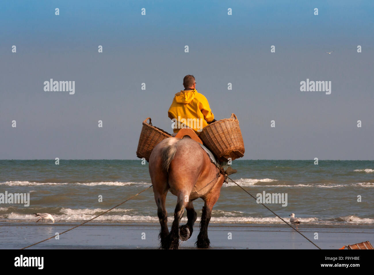 L'ouate de pêcheur dans la mer. La pêche des crevettes - les derniers pêcheurs à cheval. Oostduinkerke, Belgique. Banque D'Images
