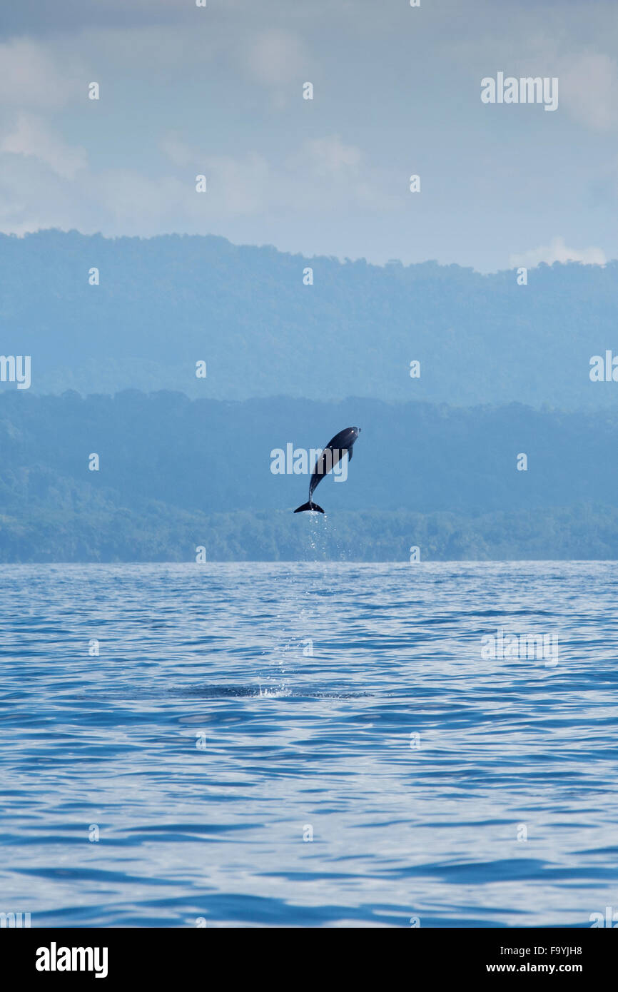 Dauphin tacheté Pantropical côtière, Stenella attenuata graffmani, sauter, la baie Drake, Peninsuala d'Osa, au Costa Rica, l'Océan Pacifique Banque D'Images