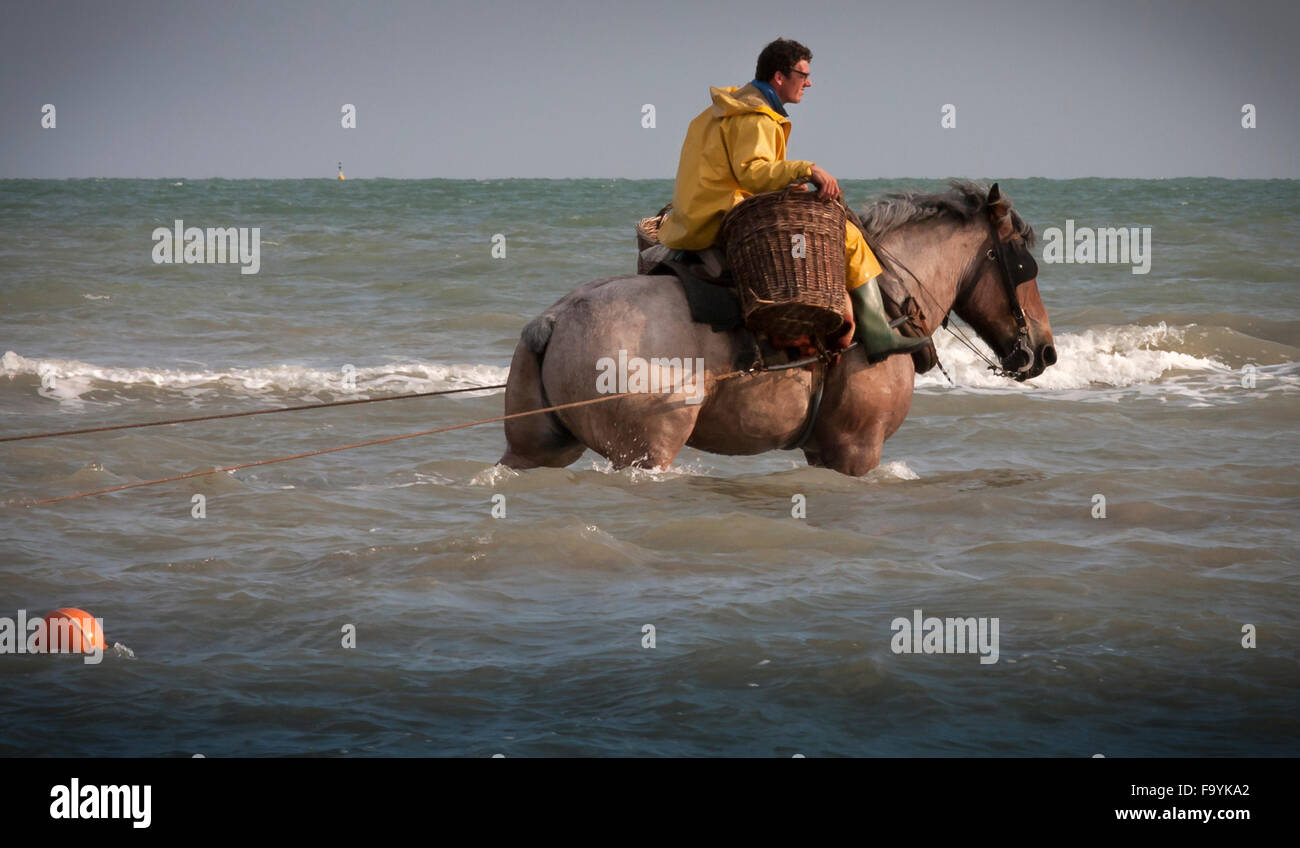 La pêche des crevettes - les derniers pêcheurs à cheval. Oostduinkerke, Belgique. Banque D'Images