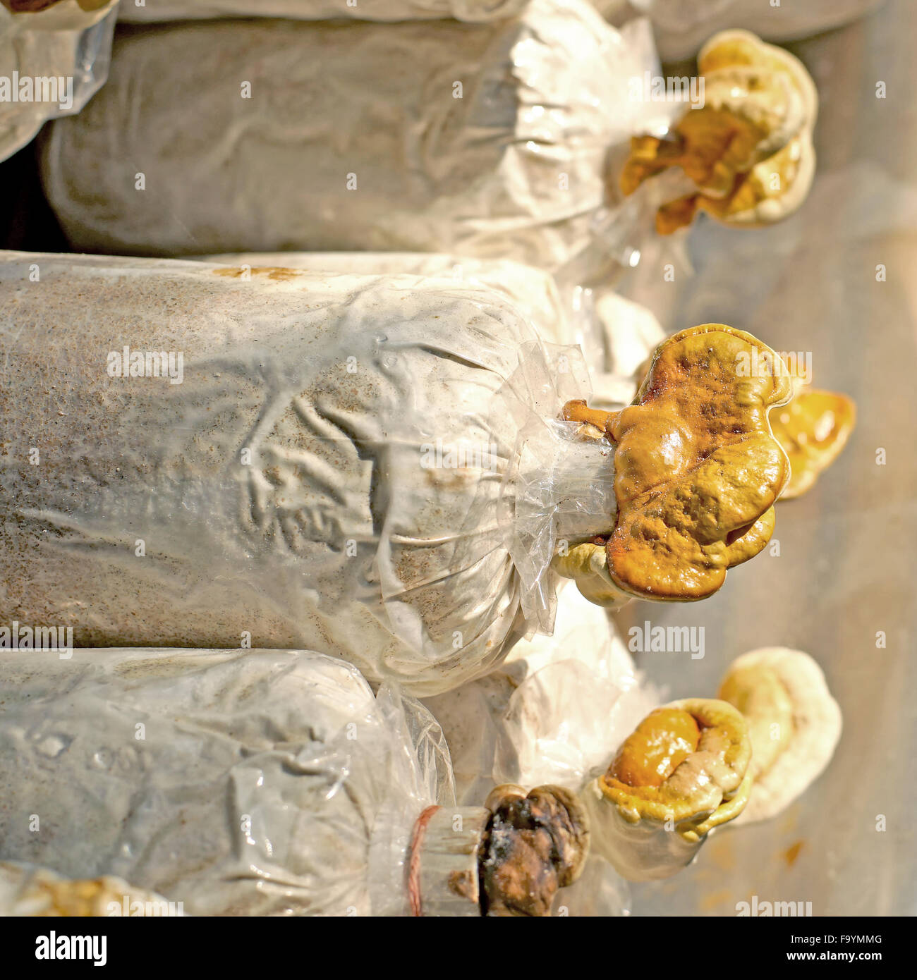 La médecine traditionnelle chinoise, de champignons lingzhi Ganoderma lucidum sac en pépinière Banque D'Images