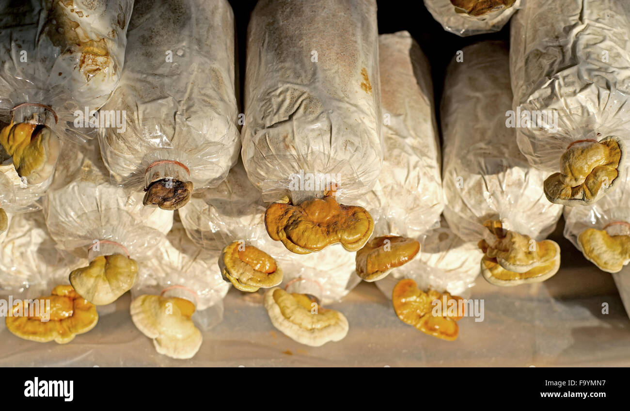 La médecine traditionnelle chinoise, de champignons lingzhi Ganoderma lucidum sac en pépinière Banque D'Images