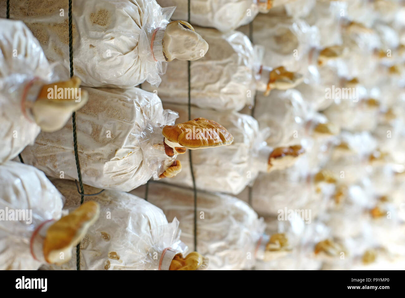 La médecine traditionnelle chinoise, de champignons lingzhi Ganoderma lucidum sac en pépinière Banque D'Images