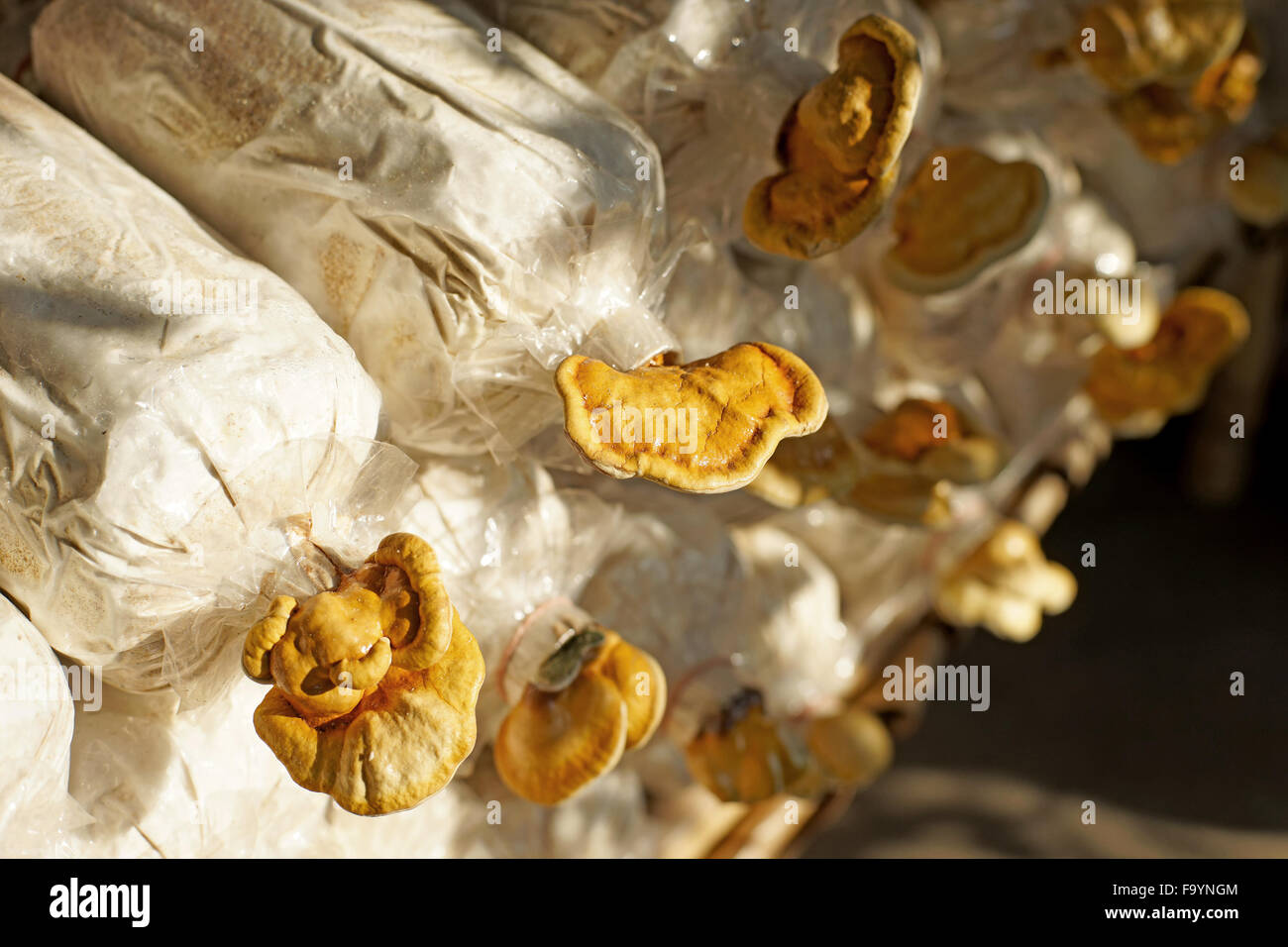 La médecine traditionnelle chinoise, de champignons lingzhi Ganoderma lucidum sac en pépinière Banque D'Images