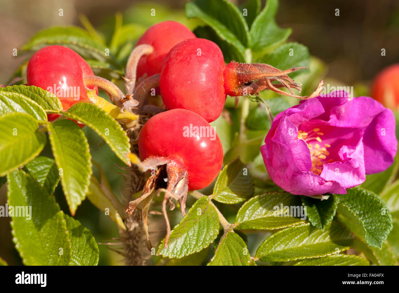 Développé rose Briar Rose et fruits sur Bush Banque D'Images