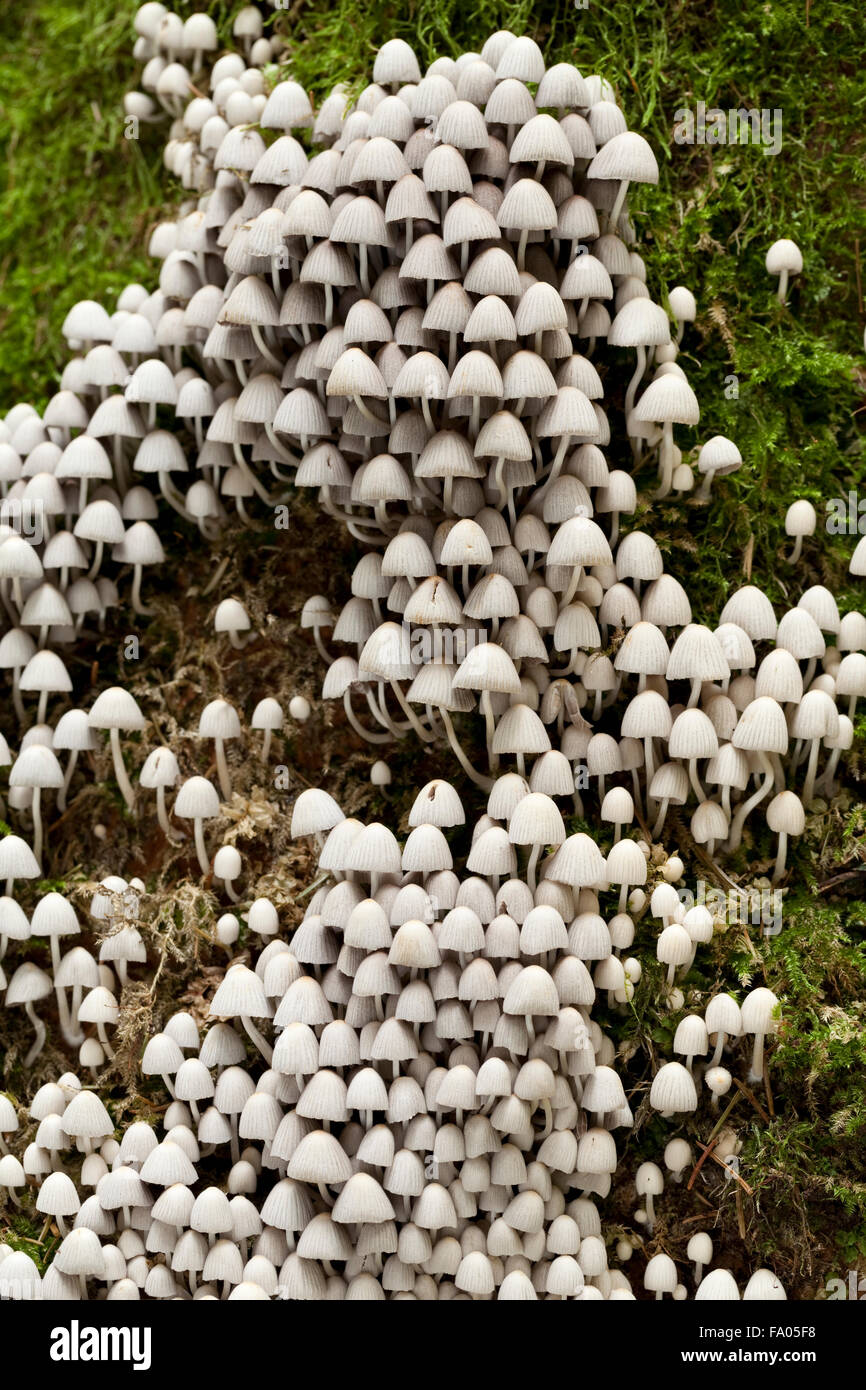 Tronc de l'arbre d'une champignon Coprinus disseminatus () Banque D'Images