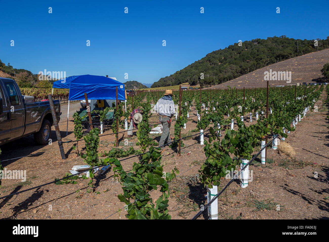 Les travailleurs, de l'élagage des vignes cave, travaillant en vignoble, vignes, Odette Estate Winery, Silverado Trail, Napa Valley, Comté de Napa, Californie Banque D'Images