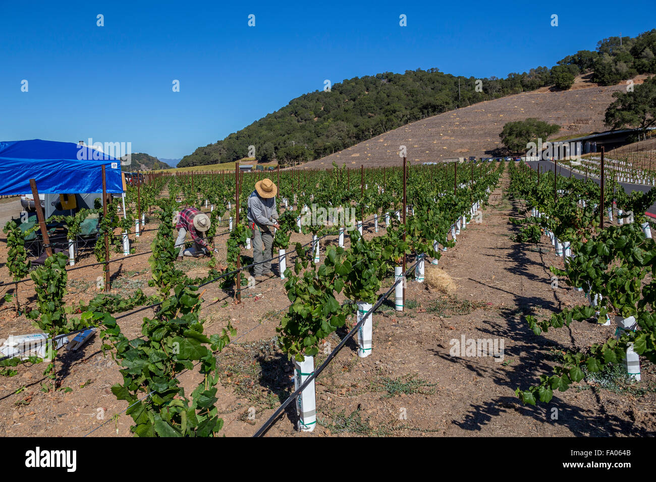 Les travailleurs, de l'élagage des vignes cave, travaillant en vignoble, vignes, Odette Estate Winery, Silverado Trail, Napa Valley, Comté de Napa, Californie Banque D'Images