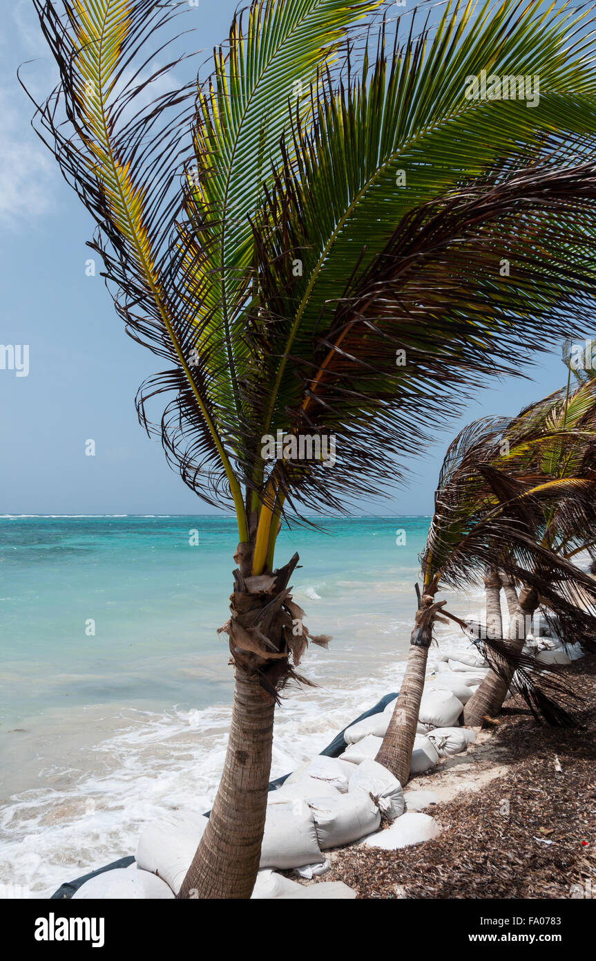 Petit palmier dans le vent sur la plage de sable blanc des caraïbes ...