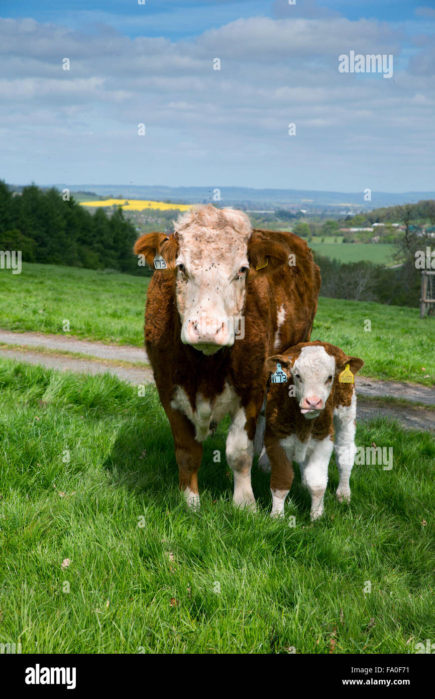 Bovins Hereford Herefordshire Veau et vache ; Royaume-Uni ; Banque D'Images