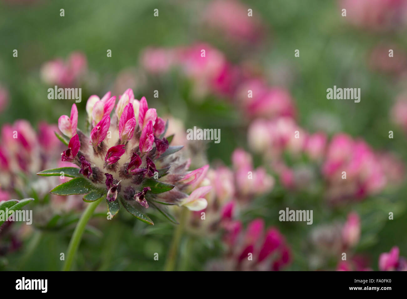 La vesce de rein ; Anthyllis vulneraria fleur ; Forme ; rouge ; d'Anglesey au Pays de Galles, Royaume-Uni Banque D'Images