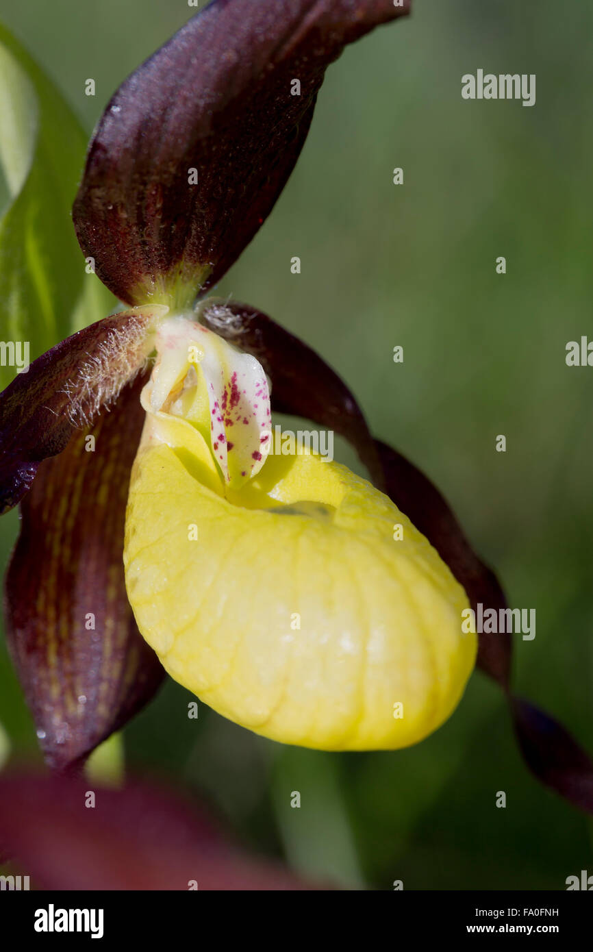 Lady's Slipper Orchid Cypripedium calceolus ; Fleur ; UK Cumbria. Banque D'Images