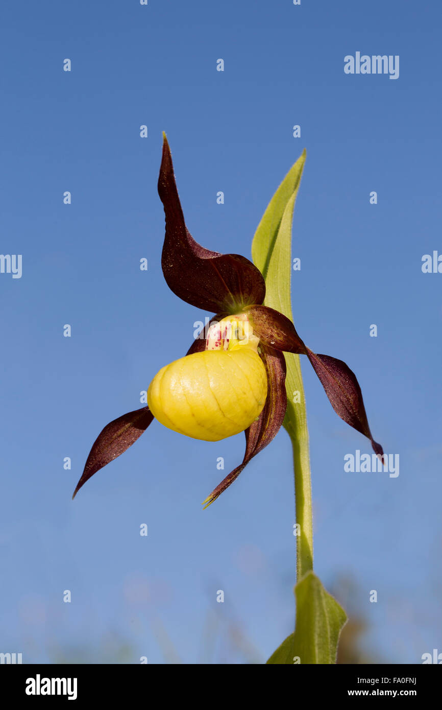 Lady's Slipper Orchid Cypripedium calceolus ; Fleur ; UK Cumbria. Banque D'Images