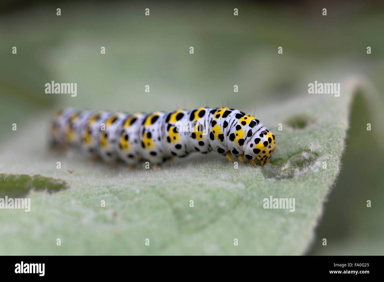 Mullein Moth ; Shargacucullia verbasci Caterpillar seul sur des feuilles de Molène, Cornwall, UK Banque D'Images
