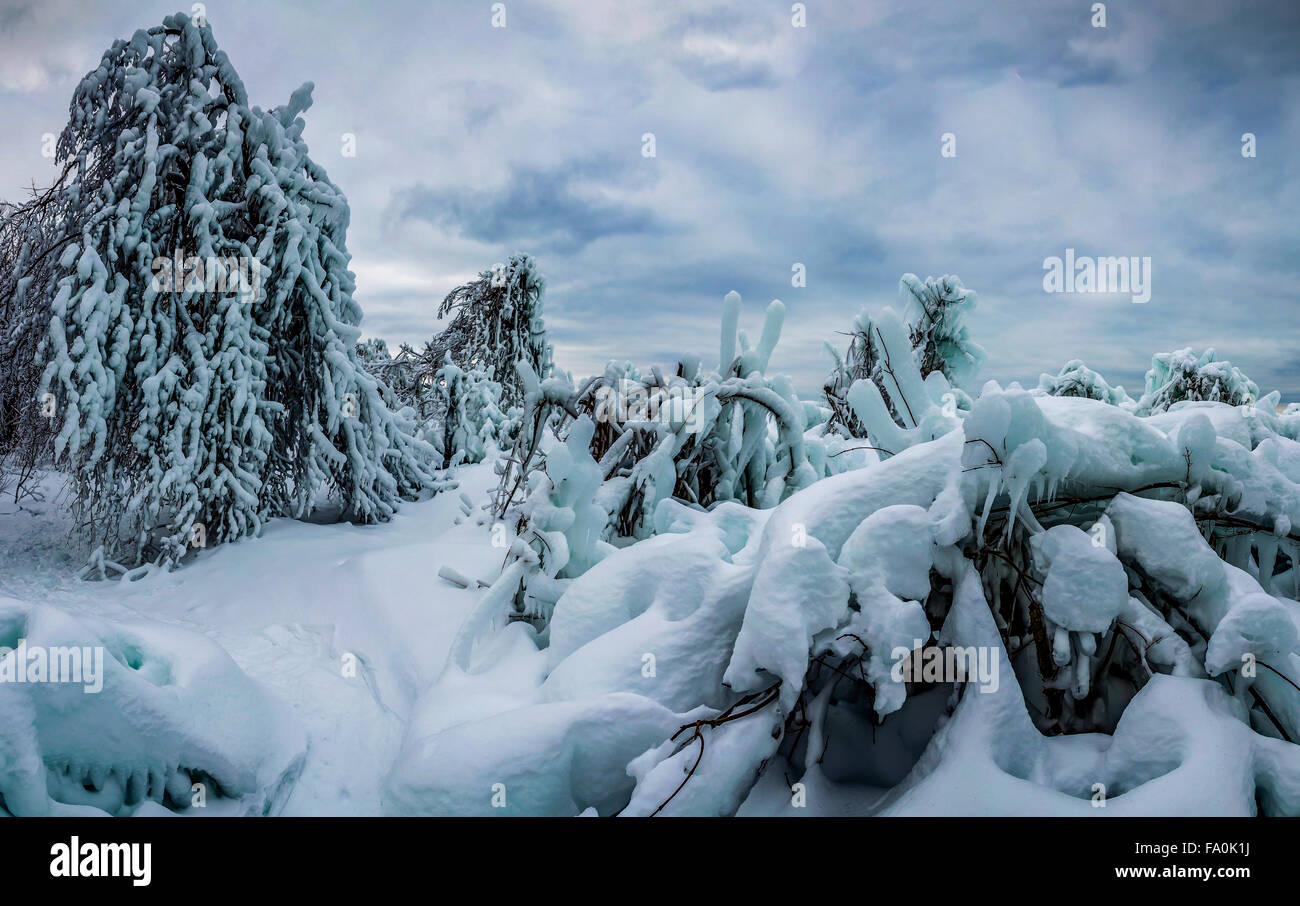 Arbres de glace sur la rive du lac Supérieur à Pictured Rocks, au Michigan Banque D'Images
