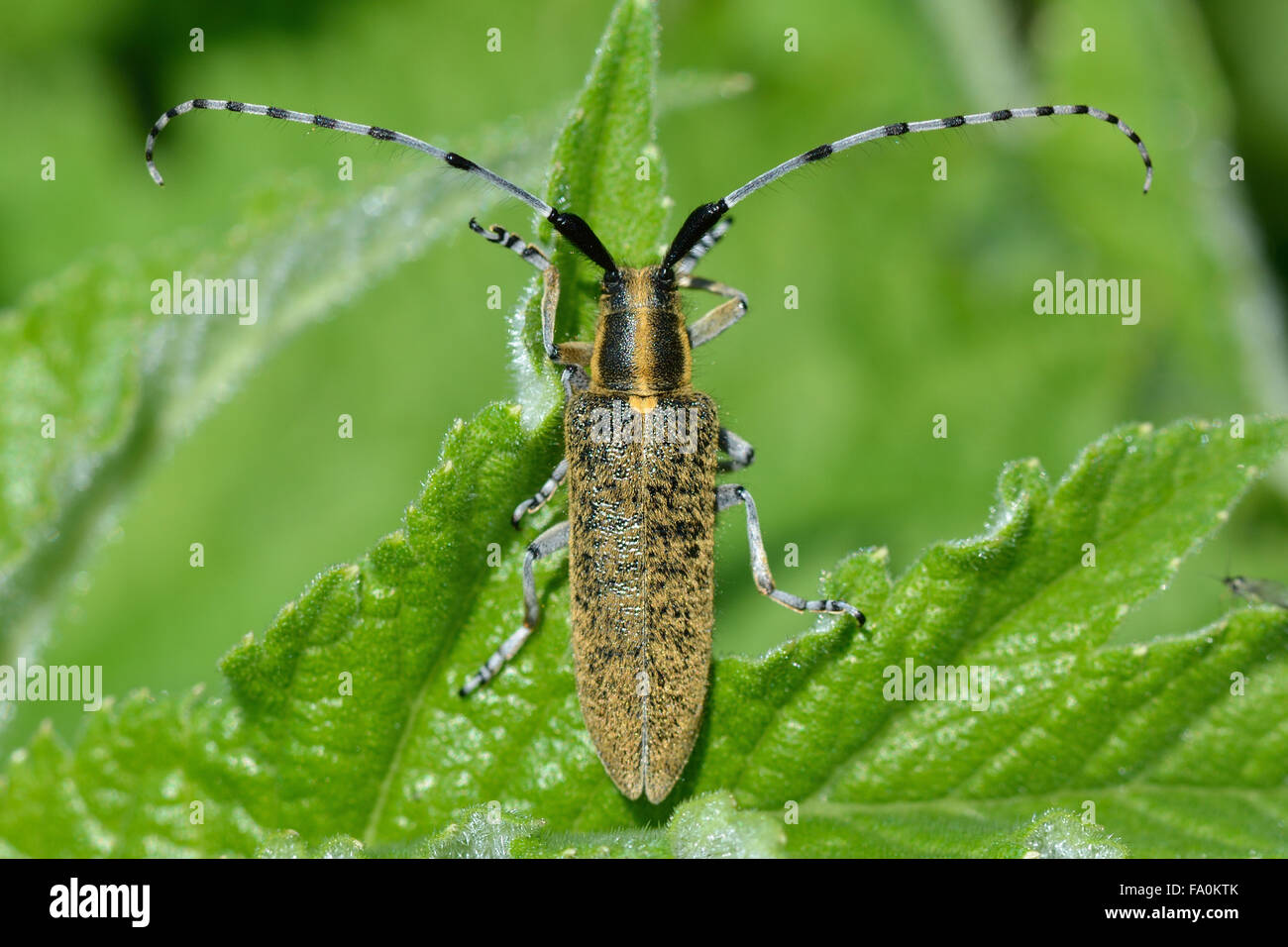 Golden-gris fleuri (Agapanthia villosoviridescens longicorne) . Un coléoptère de la famille des Cerambycidae, les longhorns Banque D'Images