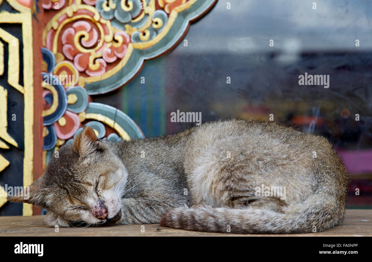 Un chat sauvage de prendre une sieste sur un banc avec une fenêtre à des bouddhistes en bois en arrière-plan. Banque D'Images