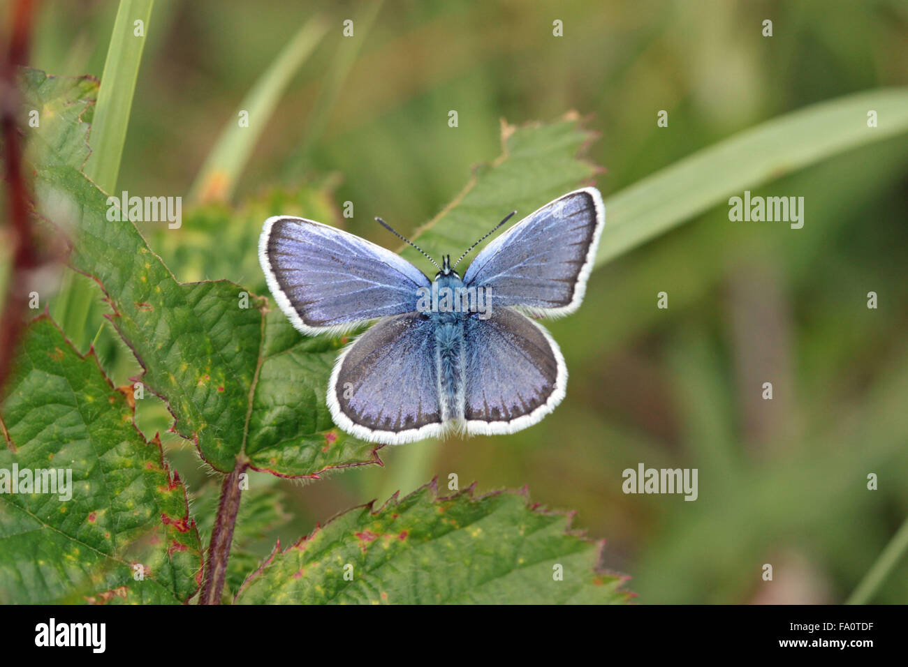 Papillon bleu à fleurs d'argent Plebejus argus à la réserve naturelle de Prees Heath, propriété de conservation des papillons, près de Whitchurch Shropshire England Banque D'Images