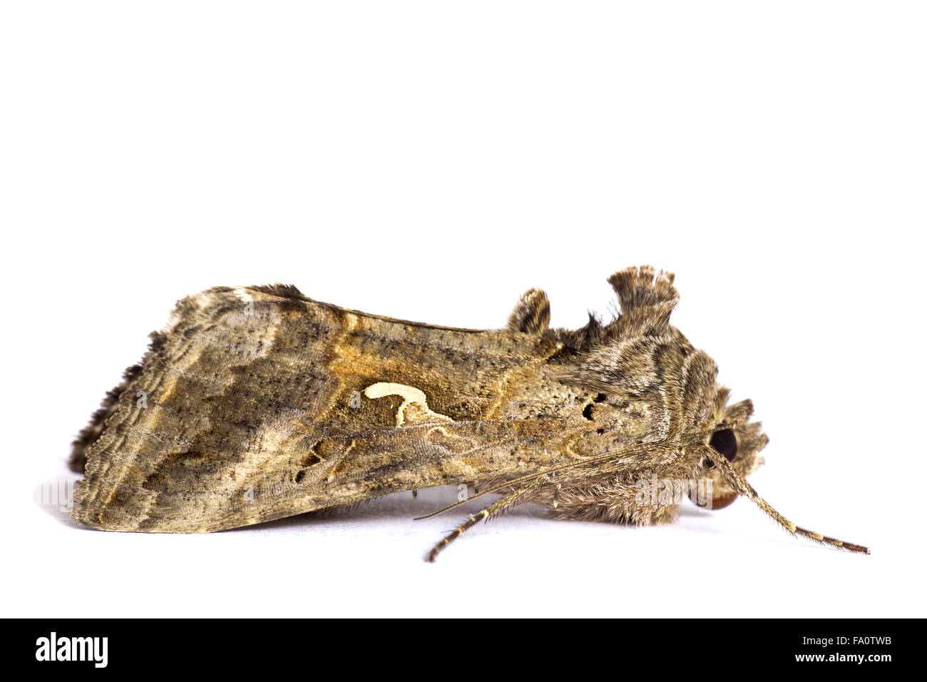 Papillon de nuit Banque D'Images