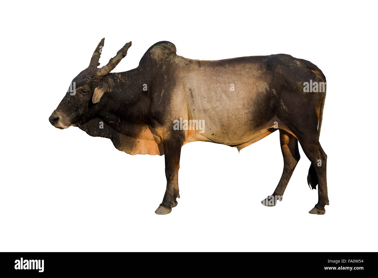 L'Haryana cow isolated on white Banque D'Images